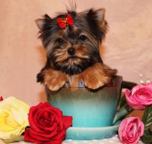 Puppies for sale yorkshire terrier - USA, Colorado