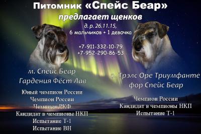 Продам щенка Миттельшнауцер, средний шнауцер - Россия, Мурманск. Цена 15000 рублей
