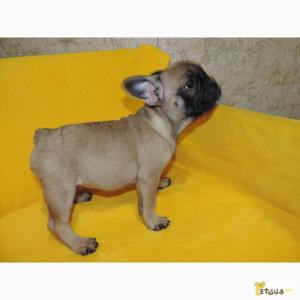 Продам щенка Французский бульдог - Украина, Чернигов. Цена 1000 долларов