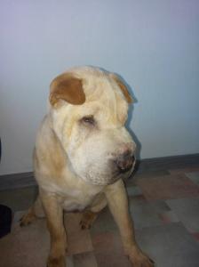 Продам щенка Шарпей - Киргизия, Бишкек. Цена 20000 рублей