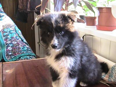 Продам щенка Русско-европейская лайка - Украина, Запорожье. Цена 1500 гривен