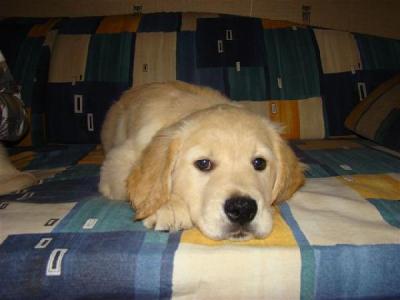 Продам щенка Золотистый ретривер - Беларусь, лида. Цена 100 долларов
