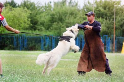 Продам щенка Белая швейцарская овчарка - Украина, Днепропетровск. Цена 500 долларов
