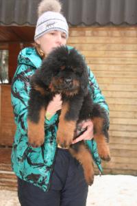 Продам щенка Тибетский мастиф - Россия, Московская область, Горки-2. Цена 100000 рублей