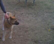 Пропала собака Акита, акита-ину - Россия, Ногинск