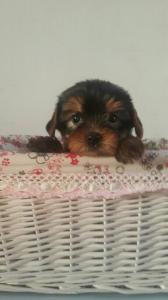 Продам щенка Йоркширский терьер - Украина, Киев. Цена 200 долларов
