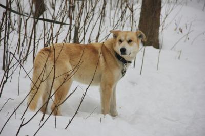 Найдена собака Метис - Россия, Москва. Цена 50 рублей