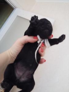 Продам щенка Керри-блю-терьер - Украина, Кременчуг. Цена 400 долларов