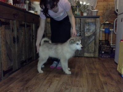 Продам щенка Аляскинский маламут - Россия, Московская область. Цена 15000 рублей
