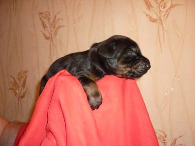 Продам щенка Доберман - Россия, Москва. Цена 40000 рублей