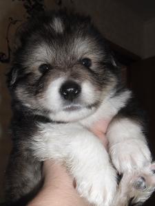 Продам щенка Аляскинский маламут - Россия, Тюмень