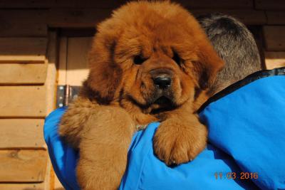 Продам щенка Тибетский мастиф - Украина, ijcnrf. Цена 100000 рублей