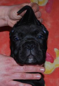 Продам щенка Кане корсо - Украина, Херсон. Цена 600 евро