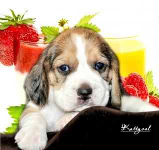 Продам щенка Бигль - Украина, Киев. Цена 18000 гривен