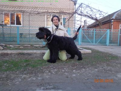 Продам щенка Ризеншнауцер - Россия, Краснодар. Цена 20000 рублей