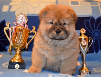 Продам щенка Чау-чау - Россия, Нижнекамск