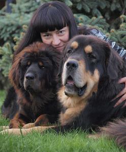 Продам щенка Тибетский мастиф - Украина, Киев