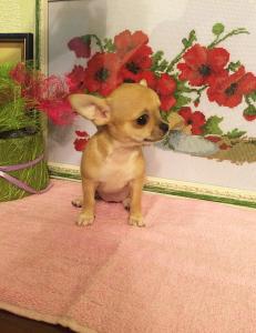 Продам щенка Чихуахуа - Украина, Луганск. Цена 3000 гривен