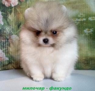 Продам щенка Шпиц - Россия, Йошкар-Ола