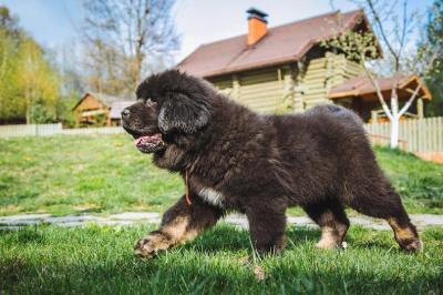 Продам щенка Тибетский мастиф - Россия, Краснодар. Цена 15000 рублей