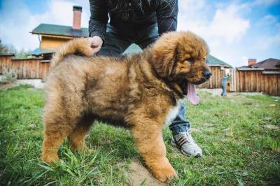 Продам щенка Тибетский мастиф - Азербайджан, Гянджа. Цена 300 долларов