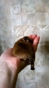 Продам щенка Чихуахуа - Россия, Москва. Цена 25000 рублей
