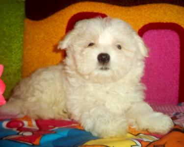 Продам щенка Болонка мальтийская - Украина, Запорожье. Цена 6000 гривен