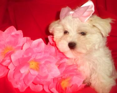 Продам щенка Болонка мальтийская - Украина, Одесса. Цена 6000 гривен