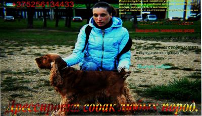Дрессировка собак  - Беларусь, Минск. Цена 150000 рублей