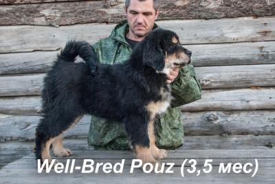 Продам щенка Тибетский мастиф - Россия, Хабаровск