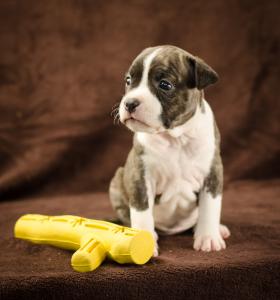 Продам щенка Американский стаффордширский терьер - Украина, Киев. Цена 8000 гривен