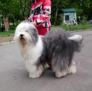 Продам щенка Бобтейл - Россия, Барнаул