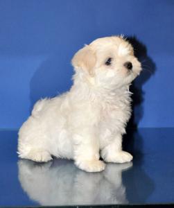 Продам щенка Болонка мальтийская - Украина, Черкассы. Цена 1700 долларов