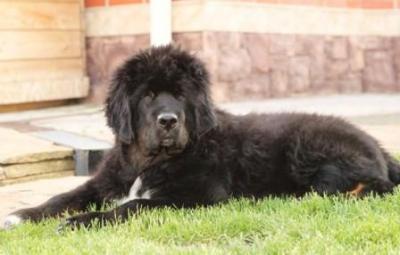 Продам щенка Тибетский мастиф - Украина, Киев. Цена 1500 долларов