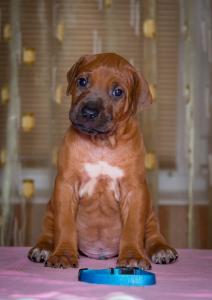 Продам щенка Риджбек, родезийский риджбек - Украина, Днепропетровск. Цена 1000 евро