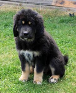 Продам щенка Тибетский мастиф - Литва, Вильнюс. Цена 1000 евро