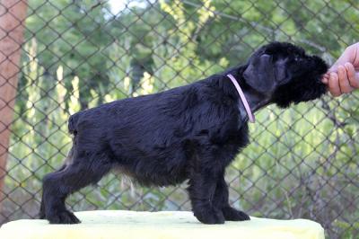 Продам щенка Ризеншнауцер - Украина, Мариуполь. Цена 500 долларов