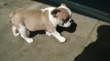 Puppies for sale english bulldog - USA, Alabama. Price 250 €