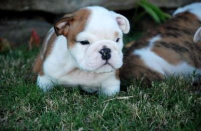 Продам щенка Английский бульдог, cute english bulldog puppies call/text  (480) 382-5372 - США, Вашингтона. Цена 350 долларов