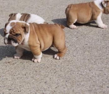 Продам щенка Английский бульдог, beautiful english bulldog puppies  call/text  (480) 382-5372 - США, Айова. Цена 350 долларов