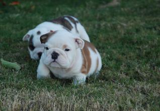 Продам щенка Английский бульдог, championship bloodlines english bulldog puppies  call/text  (480) 382-5372 - США, Айдахо. Цена 350 долларов