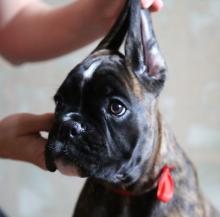 Продам щенка boxer - Ukraine, Kharkiv. Цена 1000 евро