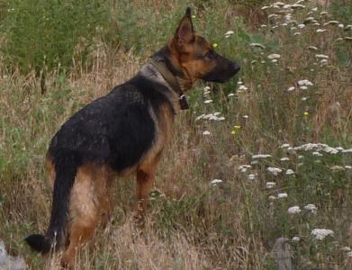 Пропала собака Немецкая овчарка - Украина, Мариуполь