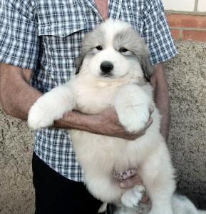 Продам щенка Пиренейская горная собака - Россия, Тюмень. Цена 60000 рублей