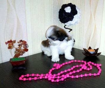 Продам щенка Ши-тцу, Малышка Ши-тцу - Украина, Кривой Рог. Цена 2500 гривен