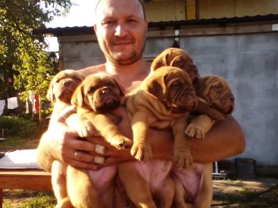 Продам щенка Бордоский дог - Украина, Днепропетровск. Цена 10000 гривен