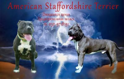 Продам щенка Американский стаффордширский терьер - Украина, Херсон. Цена 7000 гривен