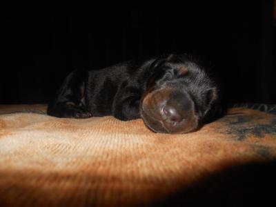 Продам щенка Доберман - Украина, Кривой Рог. Цена 5000 гривен