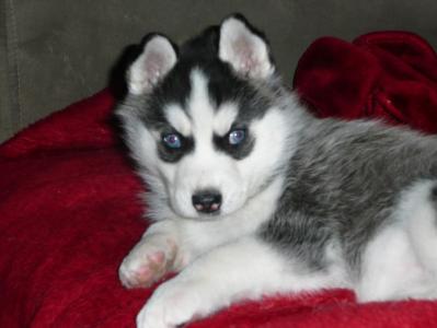Продам щенка Хаски - Казахстан, Семипалатинск. Цена 400 евро