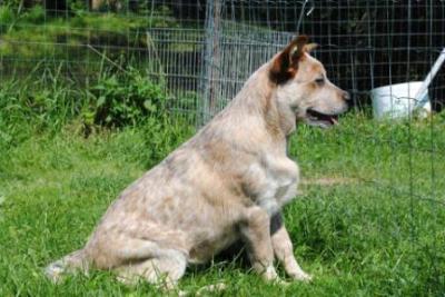 Продам щенка Австралийская пастушья собака - Литва, Клайпеда. Цена 1200 евро